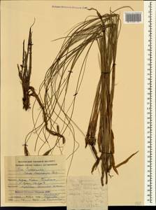 Carex lasiocarpa Ehrh., Caucasus, Georgia (K4) (Georgia)
