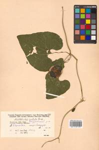 Aristolochia contorta Bunge, Siberia, Russian Far East (S6) (Russia)