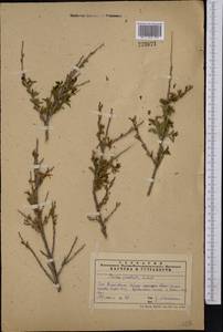 Prunus bifrons Fritsch, Middle Asia, Western Tian Shan & Karatau (M3) (Kazakhstan)