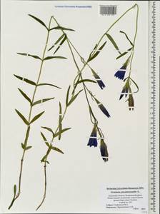 Gentiana pneumonanthe L., Eastern Europe, North-Western region (E2) (Russia)
