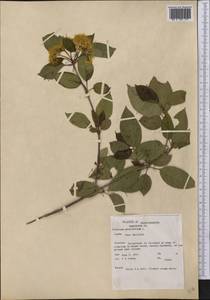 Viburnum prunifolium L., America (AMER) (United States)