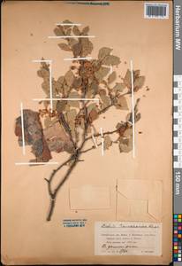 Betula tianschanica Rupr., Middle Asia, Northern & Central Tian Shan (M4) (Kazakhstan)