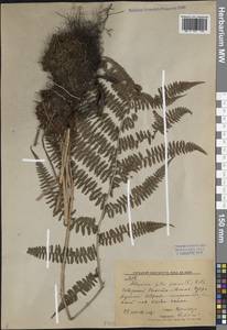 Athyrium filix-femina (L.) Roth, Siberia, Russian Far East (S6) (Russia)