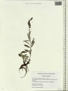 Veronica incana L., Eastern Europe, Eastern region (E10) (Russia)