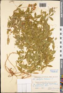 Lathyrus tuberosus L., Eastern Europe, North Ukrainian region (E11) (Ukraine)
