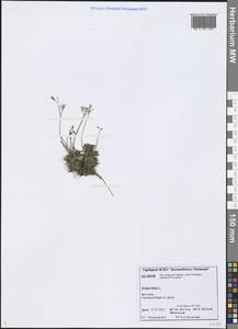 Draba glabella Pursh, Siberia, Central Siberia (S3) (Russia)