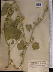 Alcea nudiflora (Lindl.) Boiss., Middle Asia, Pamir & Pamiro-Alai (M2) (Uzbekistan)