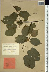 Actinidia arguta (Siebold & Zucc.) Planch. ex Miq., Siberia, Russian Far East (S6) (Russia)