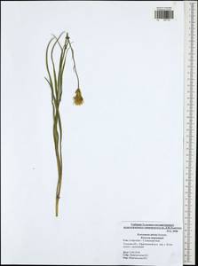 Pseudopodospermum tauricum (M. Bieb.) Vasjukov & Saksonov, Eastern Europe, Central region (E4) (Russia)