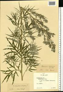 Artemisia dubia Wall. ex Besser, Eastern Europe, North-Western region (E2) (Russia)