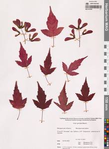 Acer tataricum subsp. ginnala (Maxim.) Wesm., Siberia, Chukotka & Kamchatka (S7) (Russia)
