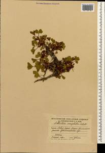 Sibbaldia parviflora Willd., Caucasus, South Ossetia (K4b) (South Ossetia)