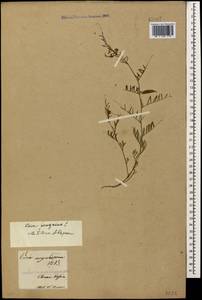 Vicia peregrina L., Caucasus, Armenia (K5) (Armenia)