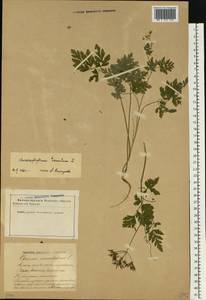 Chaerophyllum temulum L., Eastern Europe, Latvia (E2b) (Latvia)