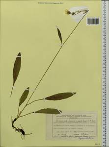 Hieracium subpellucidum (Norrl.) Norrl., Siberia, Central Siberia (S3) (Russia)