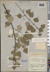 Betula pendula Roth, Middle Asia, Northern & Central Kazakhstan (M10) (Kazakhstan)