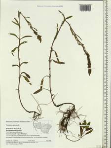 Veronica spicata L., Eastern Europe, Central region (E4) (Russia)