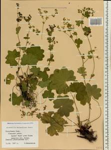 Alchemilla murbeckiana Buser, Eastern Europe, Northern region (E1) (Russia)