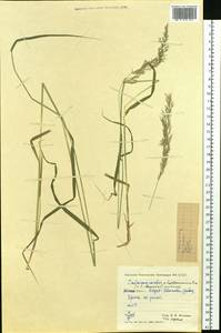 Calamagrostis hartmaniana Fr., Eastern Europe, Eastern region (E10) (Russia)