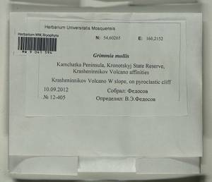 Grimmia mollis Bruch & Schimp., Bryophytes, Bryophytes - Chukotka & Kamchatka (B21) (Russia)