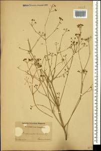 Pimpinella aurea DC., Caucasus (no precise locality) (K0)