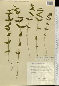 Scutellaria ochotensis Prob., Siberia, Chukotka & Kamchatka (S7) (Russia)