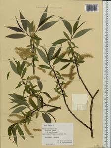 Salix fragilis L., Eastern Europe, Volga-Kama region (E7) (Russia)