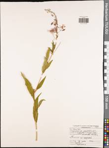 Chamaenerion angustifolium (L.) Scop., Eastern Europe, Central region (E4) (Russia)