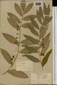 Polygonatum multiflorum (L.) All., Eastern Europe, North Ukrainian region (E11) (Ukraine)