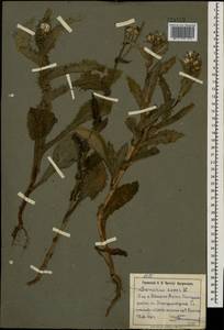 Sonchus asper (L.) Hill, Eastern Europe, South Ukrainian region (E12) (Ukraine)