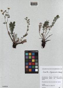 Potentilla sericea L., Siberia, Altai & Sayany Mountains (S2) (Russia)