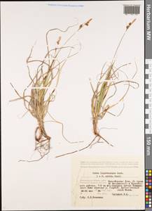 Carex liparocarpos Gaudin, Eastern Europe, Lower Volga region (E9) (Russia)