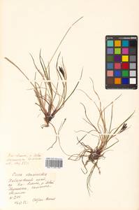 Carex eleusinoides Turcz. ex Kunth, Siberia, Russian Far East (S6) (Russia)