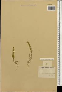Alyssum turkestanicum Regel & Schmalh. ex Regel, Caucasus, Azerbaijan (K6) (Azerbaijan)