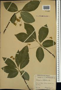 Euonymus latifolius (L.) Mill., Crimea (KRYM) (Russia)