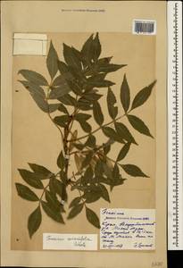 Fraxinus excelsior subsp. coriariifolia (Scheele) A.E.Murray, Crimea (KRYM) (Russia)