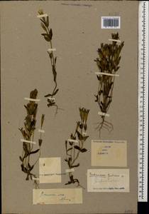 Gentianella caucasea (Loddiges ex Sims) J. Holub, Caucasus (no precise locality) (K0)