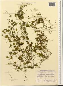 Saxifraga cymbalaria L., Caucasus, Georgia (K4) (Georgia)