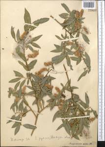 Salix pycnostachya Anderss., Middle Asia, Pamir & Pamiro-Alai (M2) (Tajikistan)