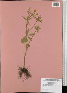 Ranunculus auricomus L., Eastern Europe, Central region (E4) (Russia)
