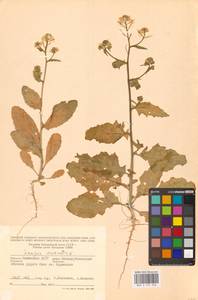 Rhamphospermum arvense (L.) Andrz. ex Besser, Eastern Europe, Lower Volga region (E9) (Russia)