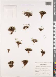 Draba rigida Willd., Caucasus, Stavropol Krai, Karachay-Cherkessia & Kabardino-Balkaria (K1b) (Russia)
