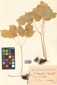 Thalictrum filamentosum Maxim., Siberia, Russian Far East (S6) (Russia)