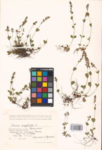 MHA 0 160 727, Veronica serpyllifolia L., Eastern Europe, Lower Volga region (E9) (Russia)