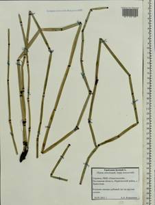 Equisetum hyemale L., Eastern Europe, North Ukrainian region (E11) (Ukraine)