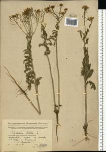 Sisymbrium loeselii L., Eastern Europe, Eastern region (E10) (Russia)