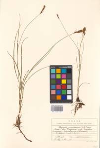 Blysmus compressus (L.) Panz. ex Link, Eastern Europe, Moscow region (E4a) (Russia)