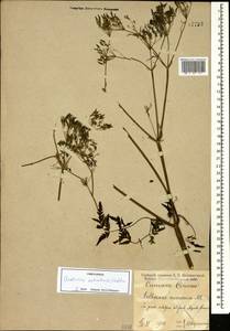 Anthriscus sylvestris subsp. sylvestris, Caucasus, Krasnodar Krai & Adygea (K1a) (Russia)