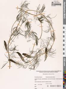 Myriophyllum sibiricum Kom., Siberia, Yakutia (S5) (Russia)