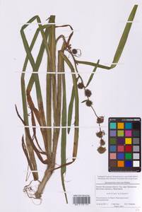 Sparganium erectum L., Eastern Europe, Moscow region (E4a) (Russia)